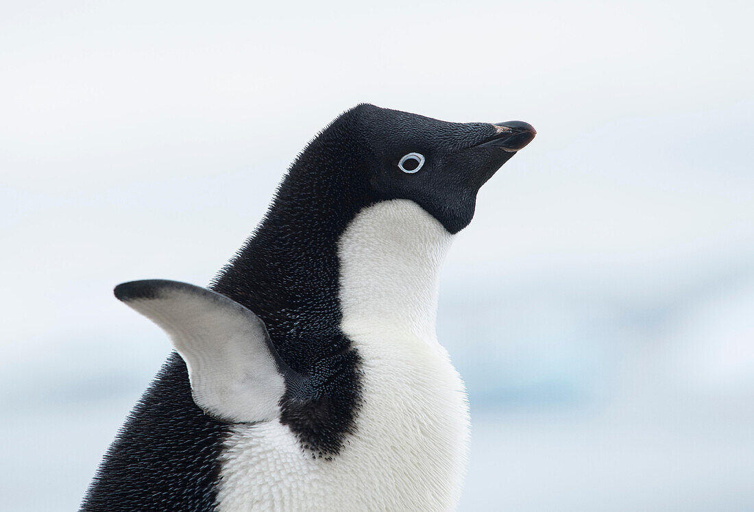Ein Adeliepinguin streckt seine Flügel in der Antarktis aus.