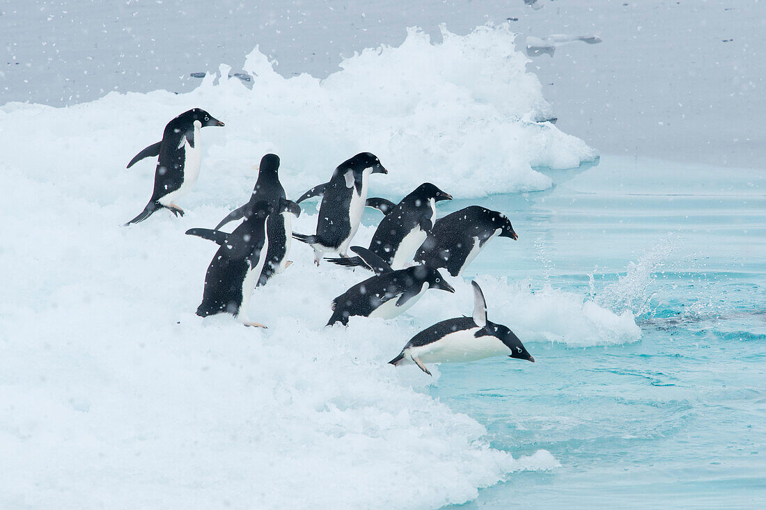 Eine Gruppe von Adeliepinguinen taucht von einem Eisberg in der Antarktis ins Meer.