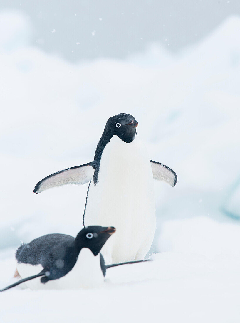 Snow falls on two Adelie penguins on an iceberg in Antarctica.