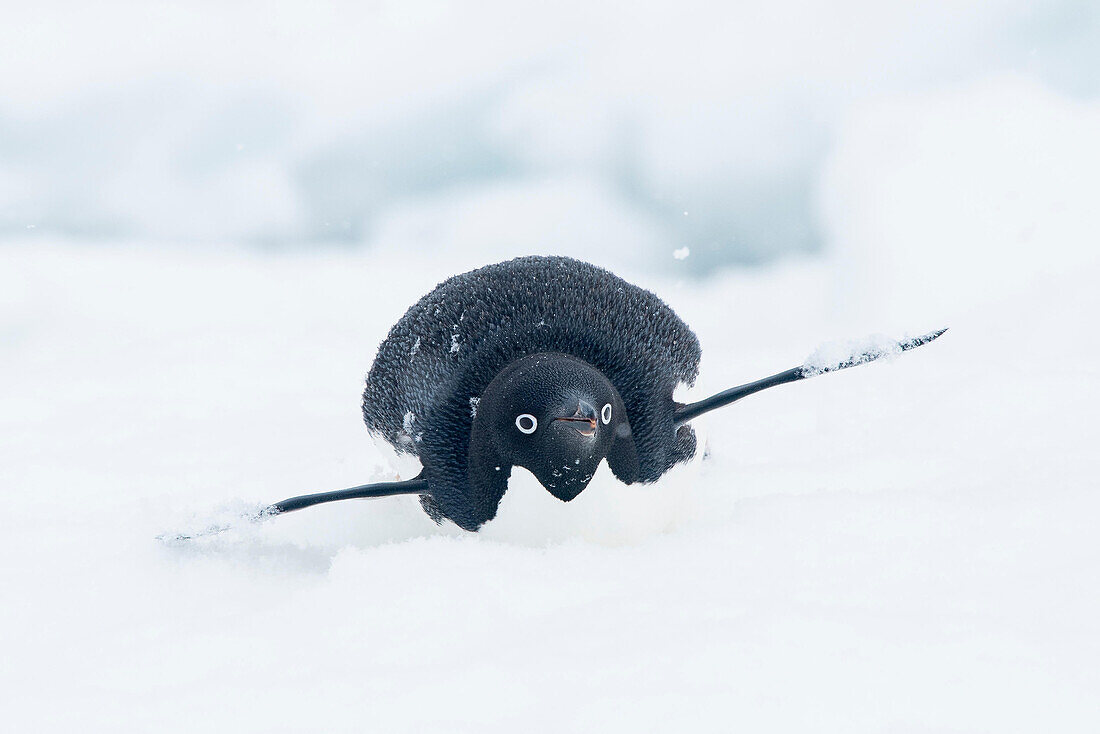 Snow falls on top of an Adelie penguin as it slides along the top of an iceberg on its belly, also known as tobogganing.