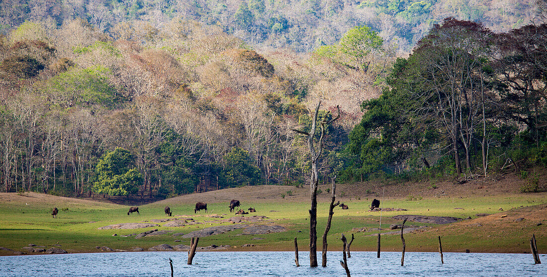 Indian Gaur Bison (Bos gaurus) grazing in Periyar National Park and Wildlife Sanctuary; Kochi, Kerala, India