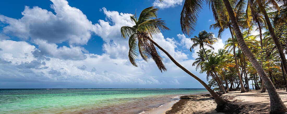 Türkisfarbenes Wasser des Karibischen Meeres mit weißen, bauschigen Wolken am blauen Himmel und Kokosnusspalmen am Strand von Plage de la Caravelle, Sainte-Anne auf Grande-Terre; Guadeloupe, Französisch-Westindien