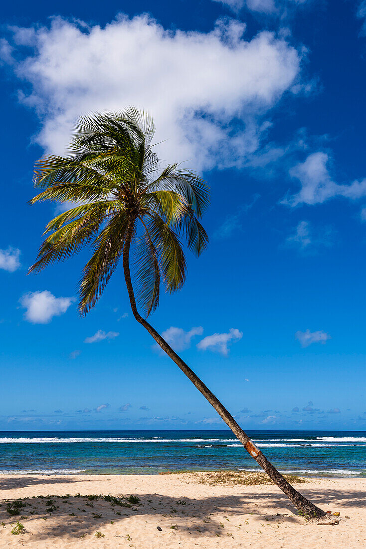 Caribbean Sea, white puffy clouds and a lone palm tree (Arecaceae) on a sandy beach; Guadeloupe, French West Indies