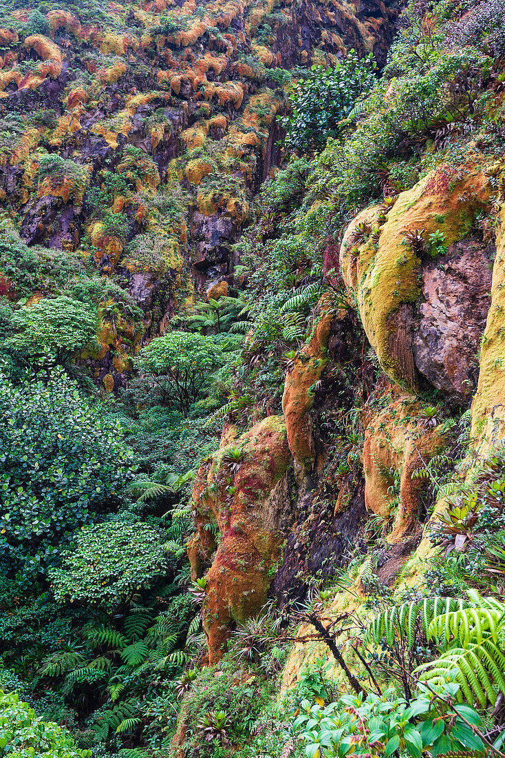 Bunte, tropische Vegetation an den Hängen von La Grande Soufriere, einem aktiven Stratovulkan auf Basse-Terre; Guadeloupe, Französisch-Westindien