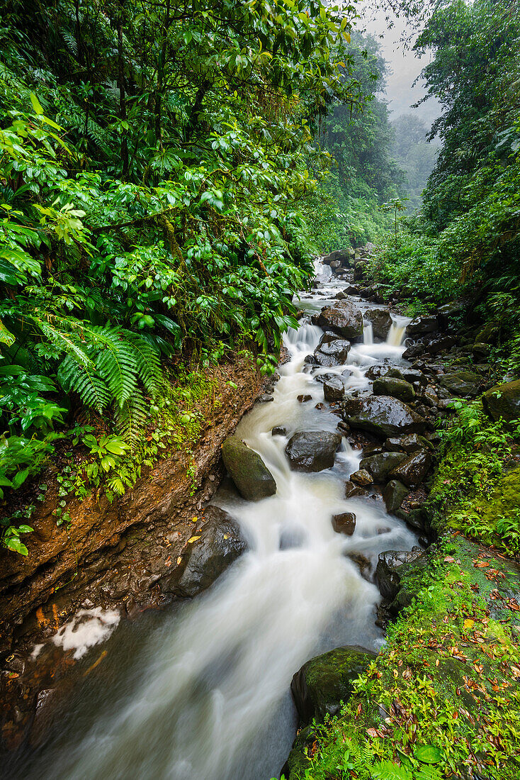 Rauschender Fluss durch den tropischen Regenwald im Parc Nationale de la Guadaloupe bei den Cascades aux Ecrevisses; Basse-Terre; Guadeloupe, Französisch-Westindien
