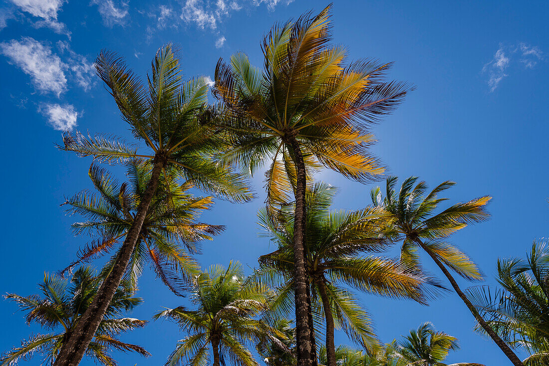 Palms trees (Arecaceae) against a bright blue sky, Anse Sainte Anne, Grande-Terre; Guadeloupe, French West Indies