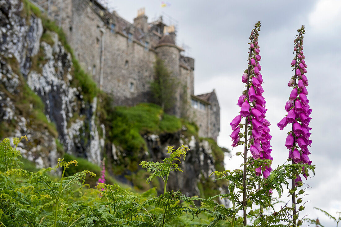 Bunte Fingerhutblüten (Digitalis) stehen hoch auf dem Gelände von Duart Castle auf der Isle of Mull, Schottland; Isle of Mull, Schottland