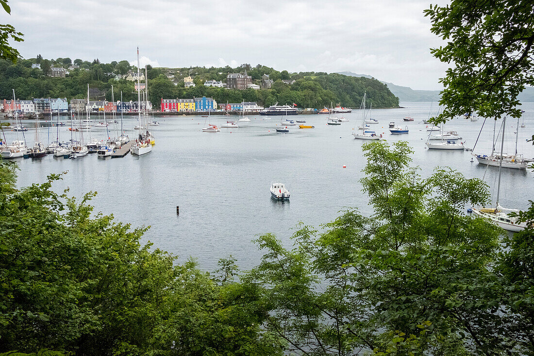 Trees frame a view to the colourful Tobermory harbour, Isle of Mull, Scotland; Tobermory, Isle of Mull, Scotland