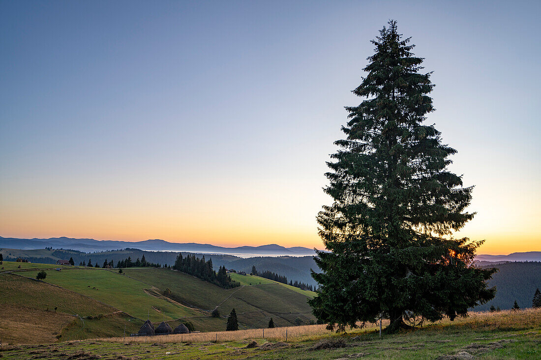 Blue hue and a layer of mist over the silhouetted Carpathian Mountains near Tasuleasa Social NGO for the Via Transilvanica trail through Transylvania with a large, backlit conifer standing in the foreground and the sun rises on the horizon; Transylvania, Romania