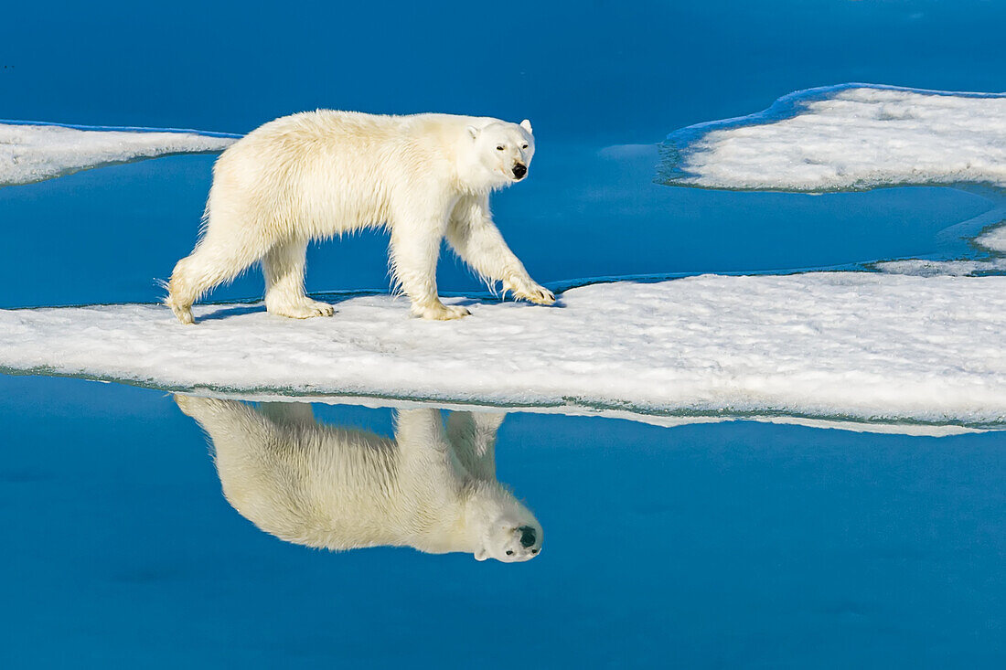 Eisbär (Ursus maritimus) läuft auf schmelzendem Packeis, das sich in blauen Wasserbecken spiegelt; Svalbard, Norwegen