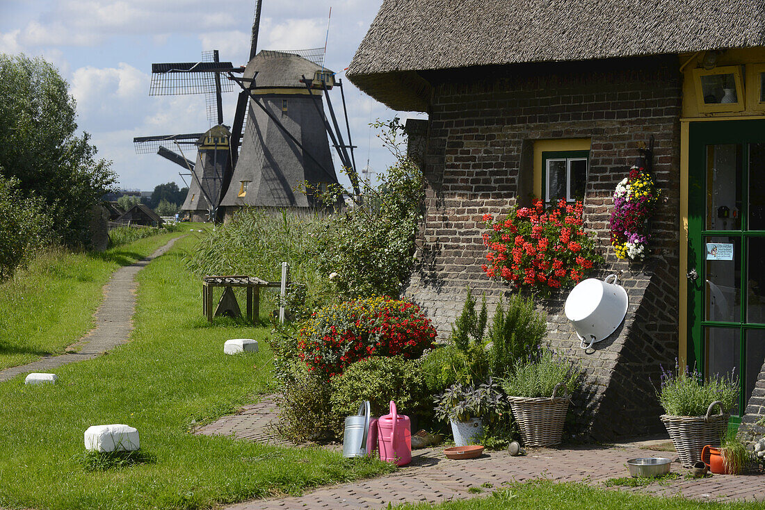 Blumen und Gartengeräte vor dem Haus eines Müllers und den holländischen Windmühlen aus dem 18. Jahrhundert im berühmten Dorf Kinderdijk; Kinderdijk, Südholland, Niederlande