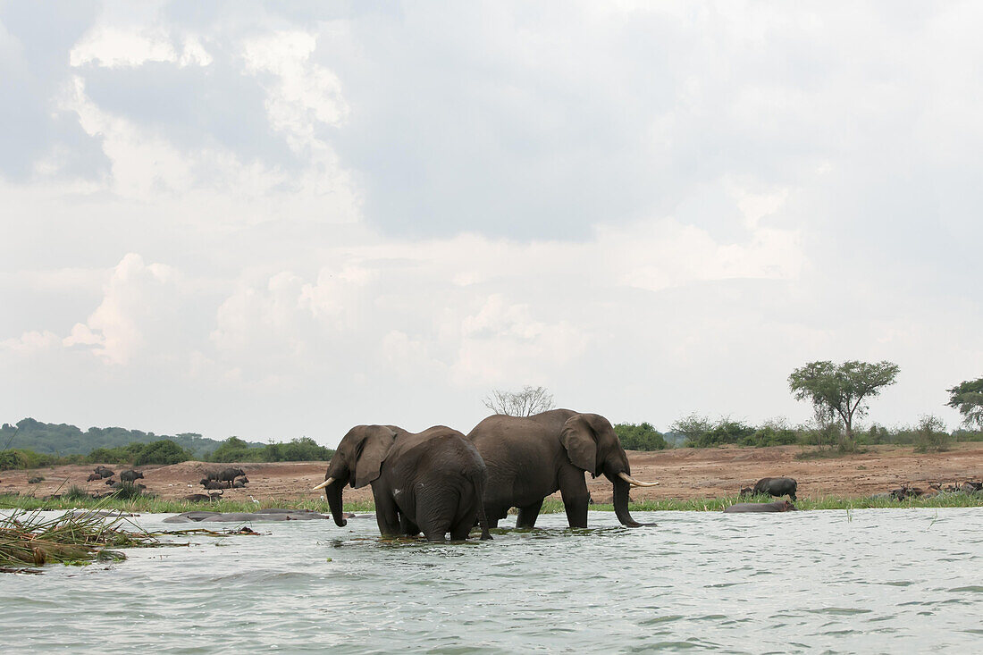 Two adult elephants drink water in the Kazinga Channel while buffalos rest on the shore.; Kazinga Channel, Queen Elizabeth National Park, Uganda