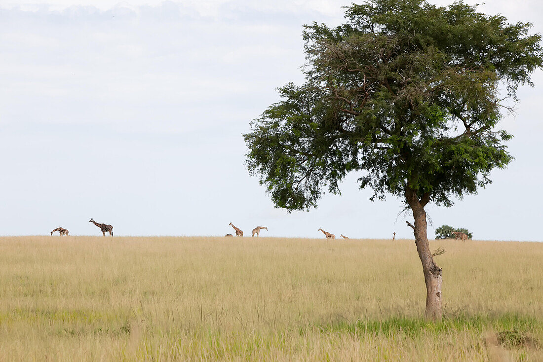 Mehrere Giraffen am Horizont der Savanne; einige grasen; Murchison Falls National Park, Uganda