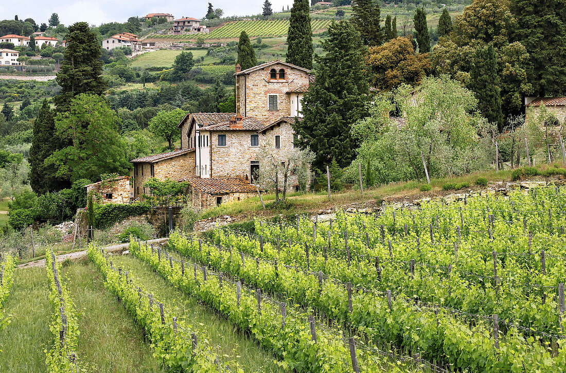 Altes Bauernhaus aus Stein und Weinberg in der toskanischen Landschaft; Toskana, Italien