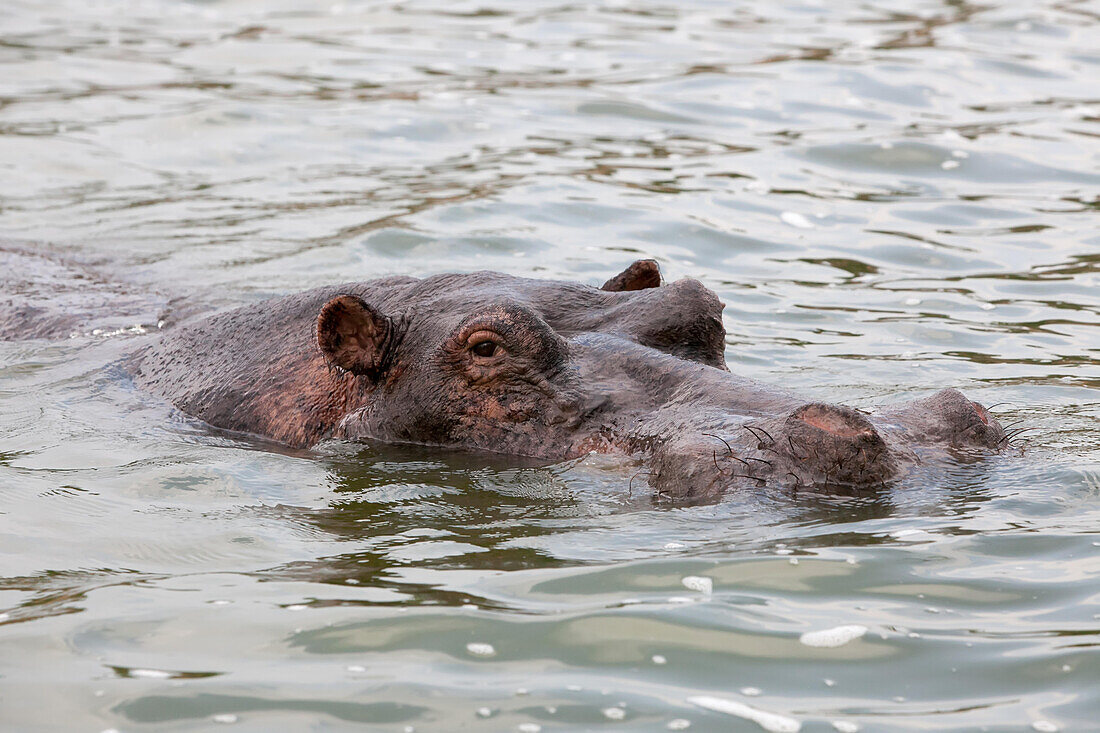 The head of a hippopotamus emerges from the water.; Kazinga Channel, Queen Elizabeth National Park, Uganda