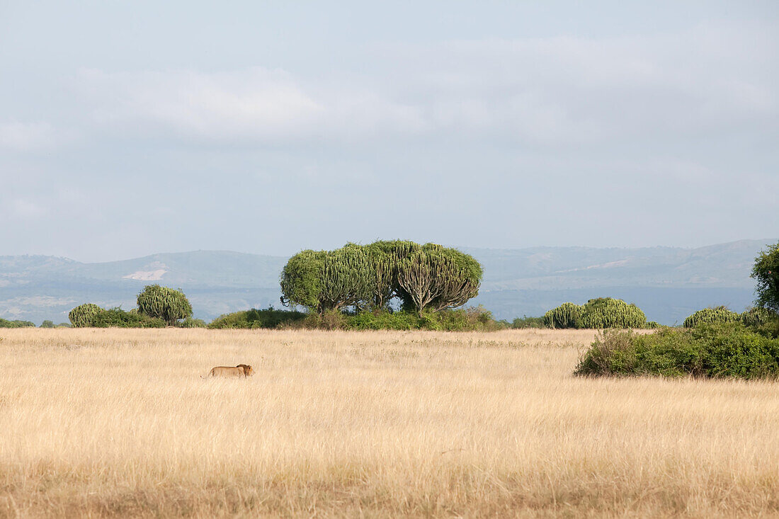 A male lion walks through the savannah grass in Kasenyi plains.; Kasenyi Plains, Queen Elizabeth National Park, Uganda