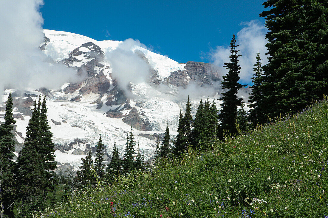 Wildblumen und Bäume bedecken die Landschaft rund um den Mount Rainier; Mount Rainier National Park, Washington