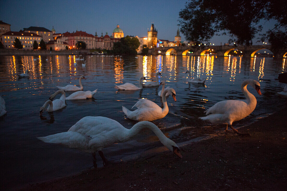 Swans gather on the Vltava River shore near the Charles Bridge, in Prague.; Prague, Czech Republic