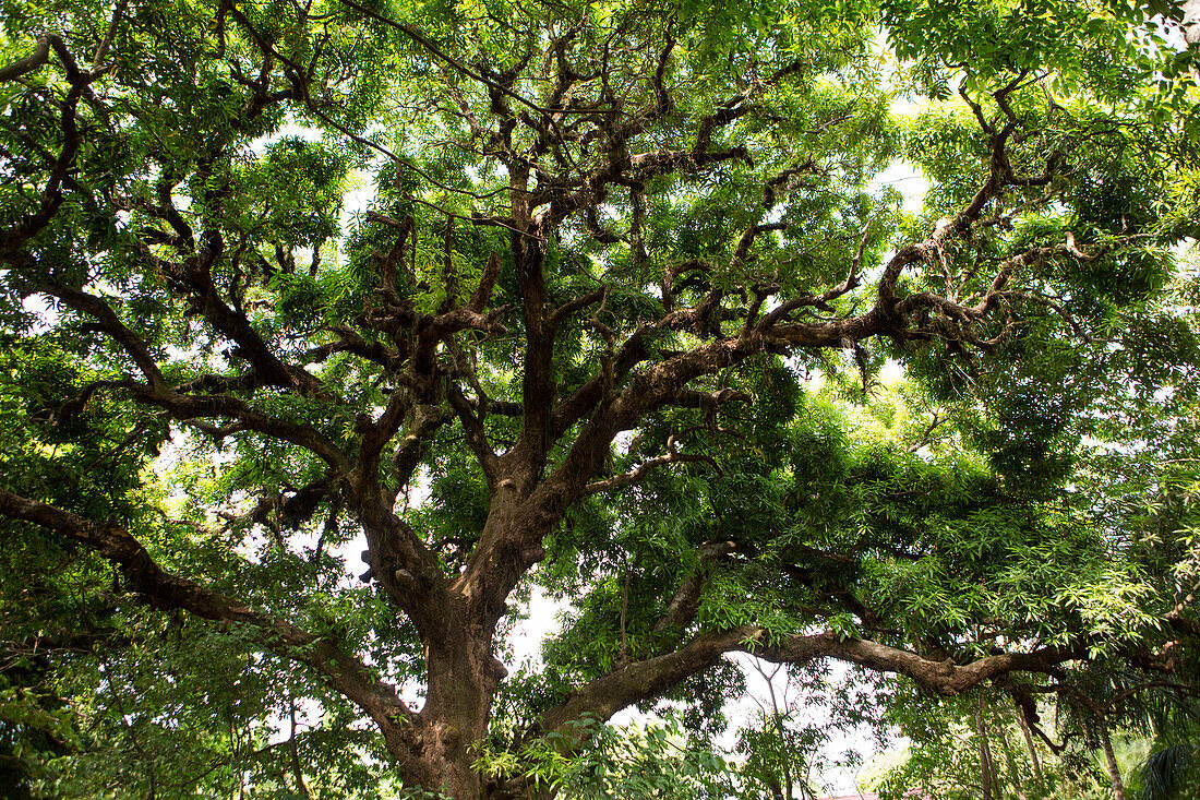 Ein großer schattiger Baum auf der Insel Isla Coiba; Isla Coiba National Park, Panama