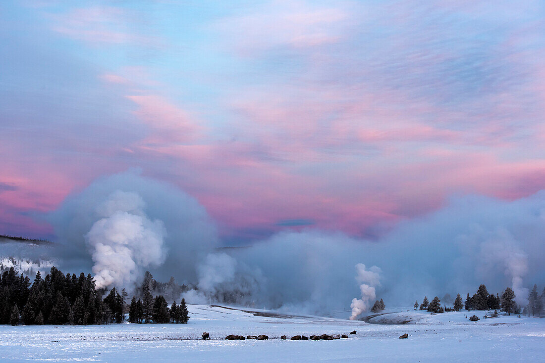 Amerikanischer Bison (Bison bison) auf dem warmen Boden liegend neben dem Castle Geyser, der bei Sonnenaufgang im Upper Geyser Basin Thermaldampf über der Winterlandschaft in die Luft schießt, Yellowstone National Park; Wyoming, Vereinigte Staaten von Amerika