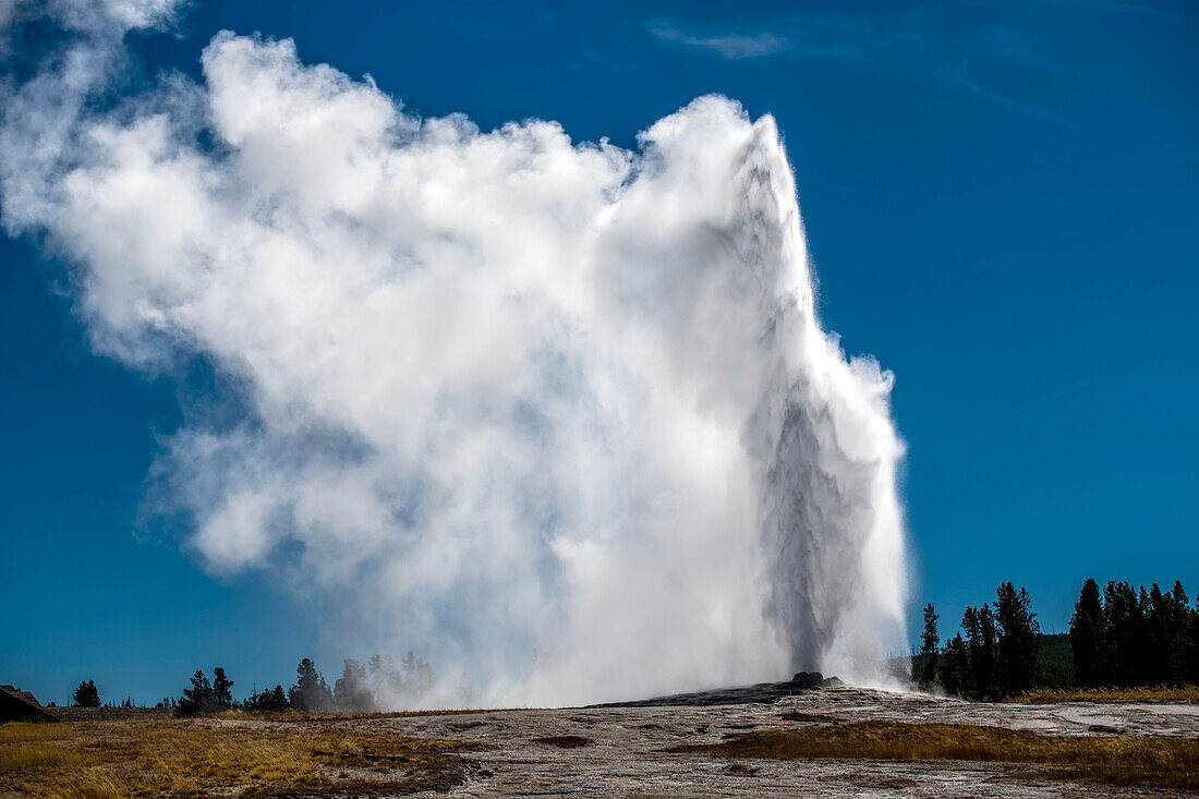 Old Faithful bricht aus der Erdkruste aus und schickt Wasser- und Dampfstrahlen in die Luft vor einem strahlend blauen Himmel, Yellowstone National Park; Wyoming, Vereinigte Staaten von Amerika