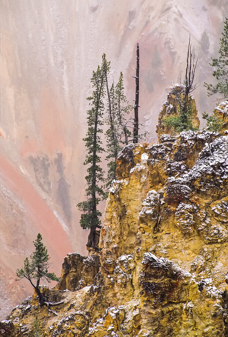 Lodgepole pines (Pinus contorta) and a fresh dusting of snow on the canyon cliffs in the Grand Canyon of the Yellowstone in Yellowstone National Park; Wyoming, United States of America