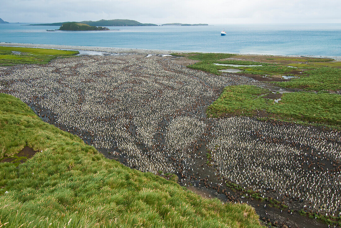 Rookery of thousands of king penguins (Aptenodytes patagonicus) sitting on the rocky landscape and beach of South Georgia Island during breeding season; South Georgia, Antarctica