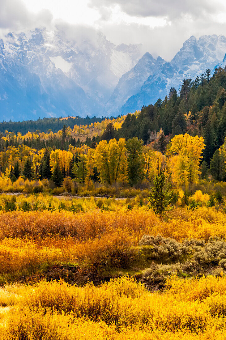 Goldene Herbstfarben der Pappeln und Espen entlang des Pacific Creek im Yellowstone National Park mit den blauen, schneebedeckten Bergen der Teton Range im Grand Teton National Park; Wyoming, Vereinigte Staaten von Amerika