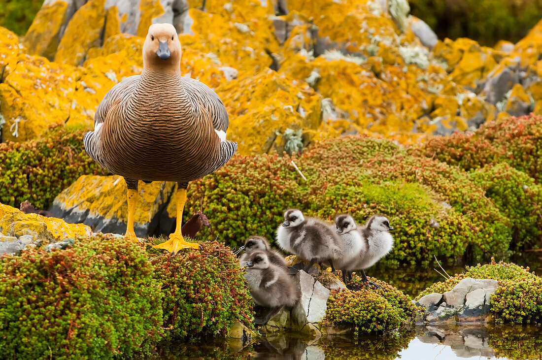 Porträt einer Kelpgans (Chloephaga hybrida) und ihrer flauschigen Gänseküken auf den mit Flechten und Algen bewachsenen Felsen entlang der Küste; Falklandinseln, Antarktis