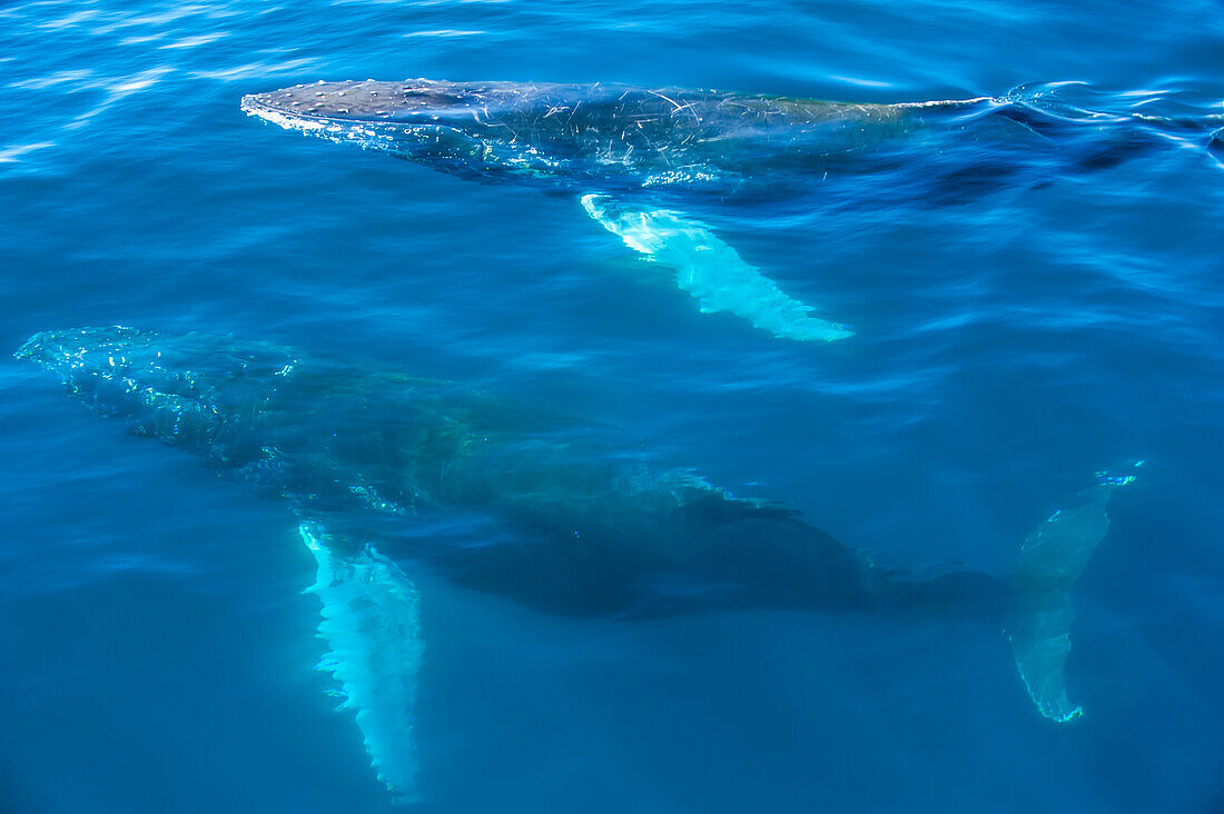 Two humpback whales swim close to the surface of the ocean.