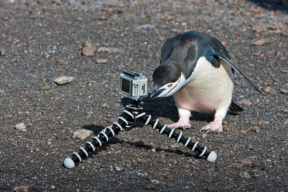 Chinstrap penguin (Pygoscelis antarcticus) curiously looking at a camera on a tripod on the ground; Antarctic Peninsula, Antarctica