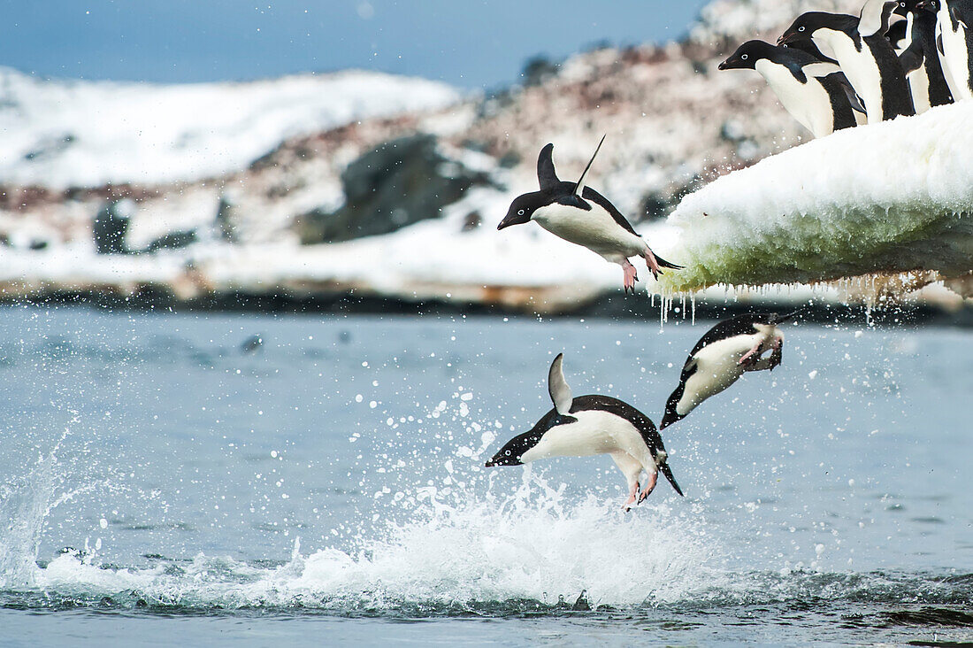 Adelie penguins (Pygoscelie adeliae) jumping off an iceberg into the Southern Ocean; Antarctica