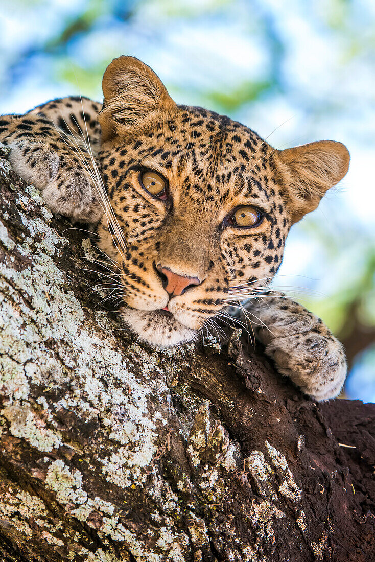 Ein Leopard, Panthera pardus, ruht sich auf dem Ast eines Baumes aus.
