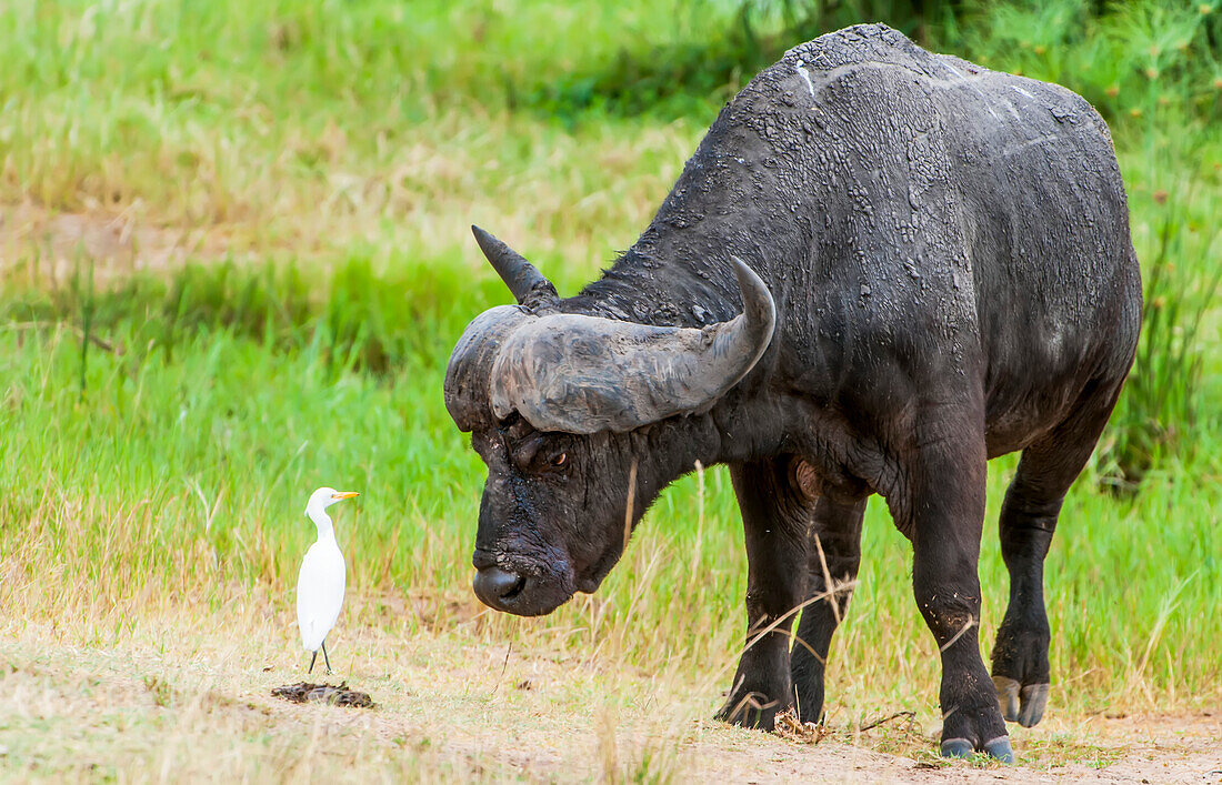 African buffalo (Syncerus caffer) bends down to look face to face with a cattle egret (Bubulcus ibis) in a grassy field; Rwanda