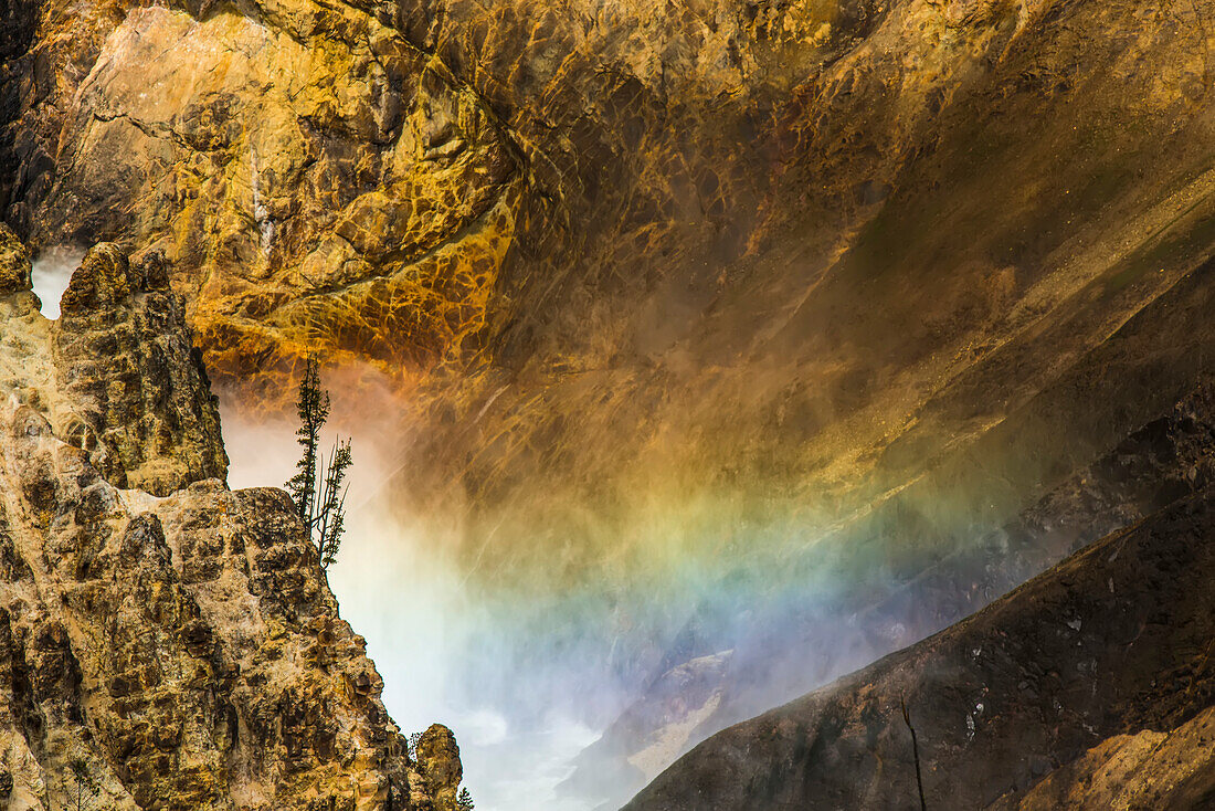 Lodgepole pines (Pinus contorta) on the edge of the cliff walls with the sunlit spray from the Lower Falls rising creating a rainbow in the Grand Canyon of the Yellowstone in Yellowstone National Park; Wyoming, United States of America