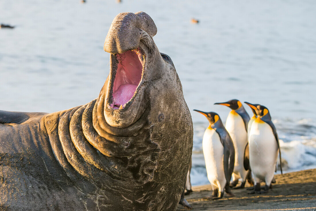 Close-up of a southern elephant seal bull (Mirounga leonina) on the beach growling as three king penguins (Aptenodytes patagonicus) stand by and watch; South Georgia Island, Antarctica