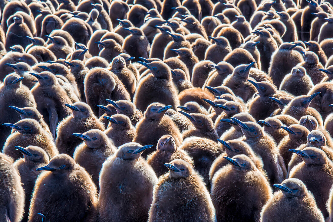 Crowd of king penguins chicks (Aptenodytes patagonicus) standing together in a creche during breeding season; South Georgia Island, Antarctica