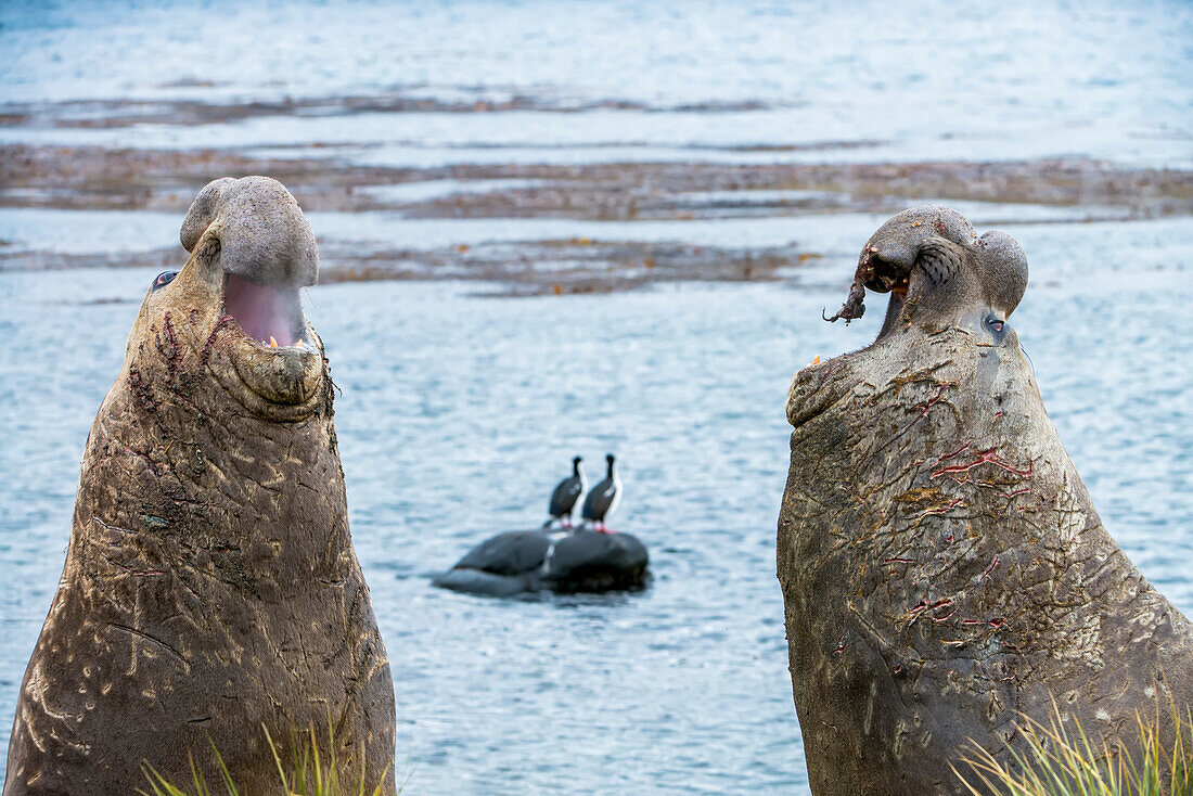 Nahaufnahme von rivalisierenden südlichen Seeelefantenbullen (Mirounga leonina), die sich gegenseitig anknurren und um ihr Territorium am Strand kämpfen, während im Hintergrund zwei blauäugige Krähenscharben (Phalacrocorax atriceps) auf einem Felsen am Meeresufer stehen; Südgeorgien, Antarktis