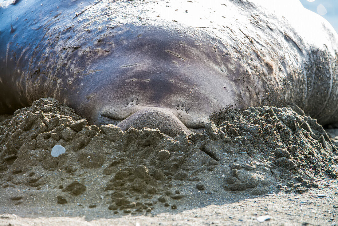 Südlicher See-Elefant (Mirounga leonina) schlafend mit dem Gesicht im Sand am Strand; Südgeorgien Insel, Antarktis