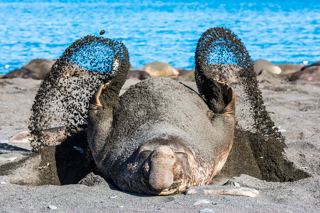 Südlicher Seeelefantenbulle (Mirounga leonina) liegt auf dem Rücken am Strand und streicht sich Sand über den Körper, um sich in der Sonne abzukühlen; Südgeorgien Insel, Antarktis