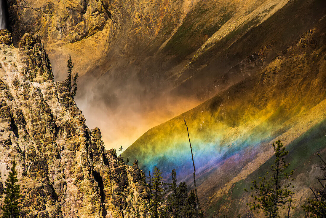 Lodgepole pines (Pinus contorta) on the edge of the cliff walls with the sunlit spray from the Lower Falls rising creating a rainbow in the Grand Canyon of the Yellowstone in Yellowstone National Park; Wyoming, United States of America