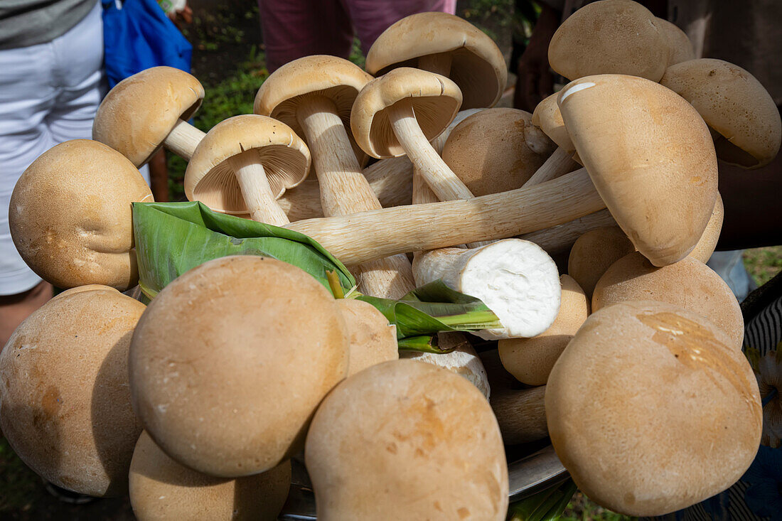 People looking at display of large, wild mushrooms foraged from the forest; Fergusson Island, D'Entrecasteaux Islands, Papua New Guinea