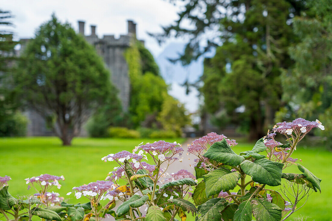 Plants cover the landscape near castle ruins in Armadale, Isle of Skye, Scotland; Armadale, Isle of Skye, Scotland