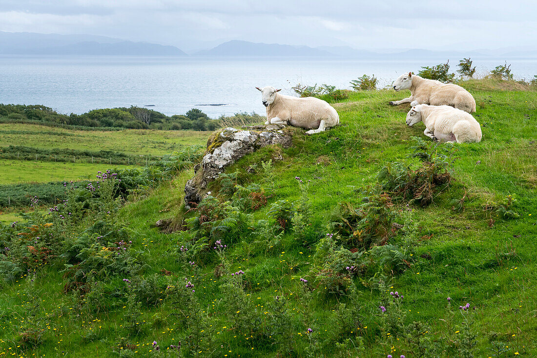 Sheep (Ovis aries) rest in a pasture that overlooks the harbour in Isle of Eigg, Scotland; Isle of Eigg, Scotland