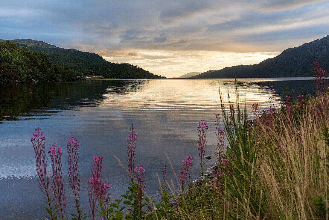 Rosenbucht-Weidenröschen (Chamaenerion angustifolium) wird vom Sonnenaufgang über dem See beleuchtet, Loch Ness, Schottland; Fort Augustus, Schottland