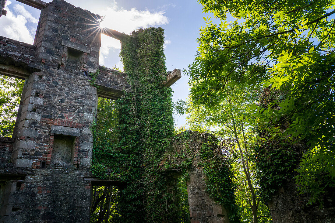 Lush vegetation overgrows ruins near Oban, Scotland; Oban, Scotland