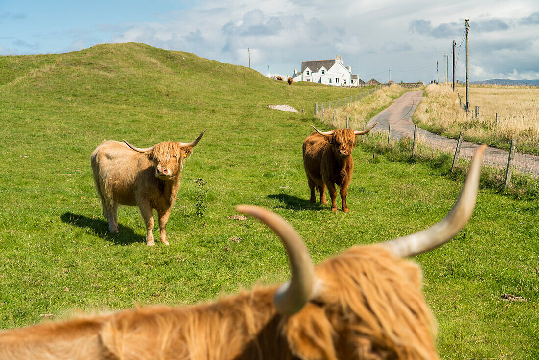 Highland cattle graze in a pasture on the Isle of Iona, Scotland; Iona, Scotland