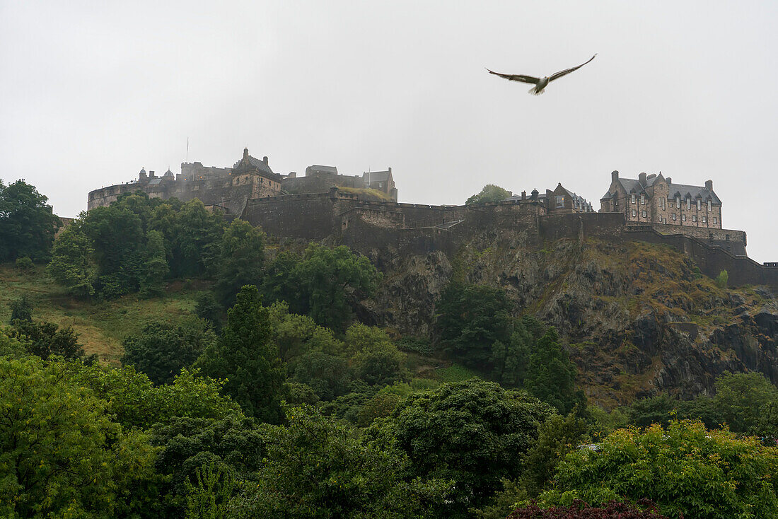 On a cloudy, rainy day, a bird flies over Edinburgh Castle, in Edinburgh, Scotland; Edinburgh, Scotland