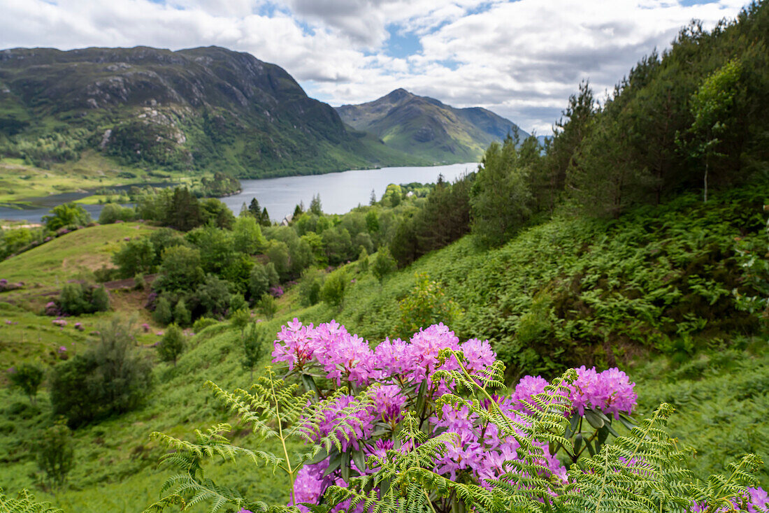 Wildblumen entlang einer Wanderung in der Nähe von Glenfinnan und dem See Loch Shiel, Schottland; Glenfinnan, Schottland