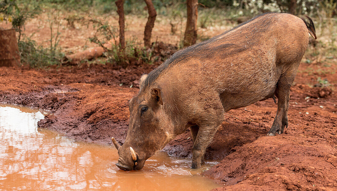Warzenschwein (Phacochoerus africanus) trinkt an einem Wasserloch im Elefantenwaisenhaus des Sheldrick Wildlife Trust; Nairobi, Kenia